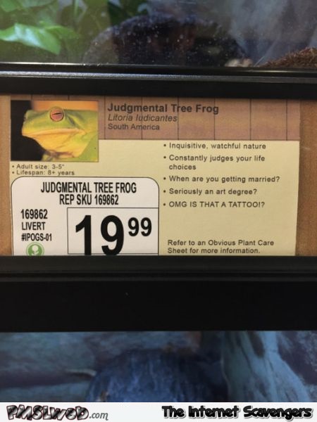 Funny judgmental tree frog at PMSLweb.com