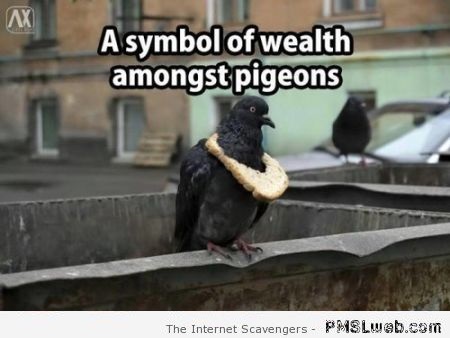 Symbol of wealth amongst pigeons meme at PMSLweb.com