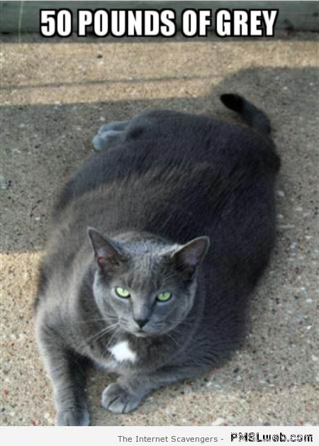 50 pounds of grey cat meme at PMSLweb.com