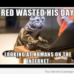 Cats looking at humans on the internet meme at PMSLweb.com