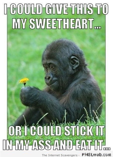 Funny gorilla meme at PMSLweb.com
