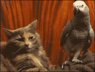 Funny parrot and cat U wot m8