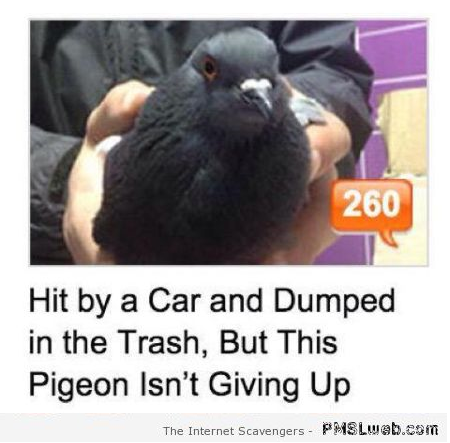 This pigeon isn’t giving up at PMSLweb.com