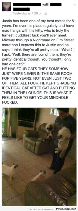 Funny cat story