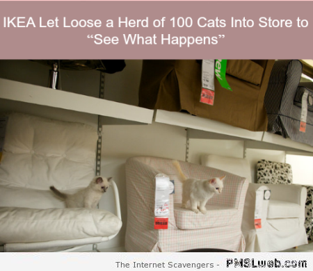 Funny Ikea lets loose cats in store