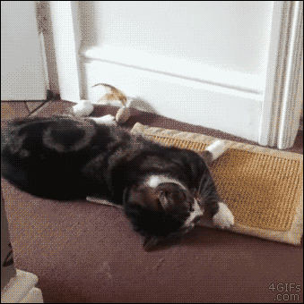 Funny cat wake up fail – Funny pictures at PMSLweb.com