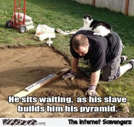 Building a pyramid for the cat meme at PMSLweb.com