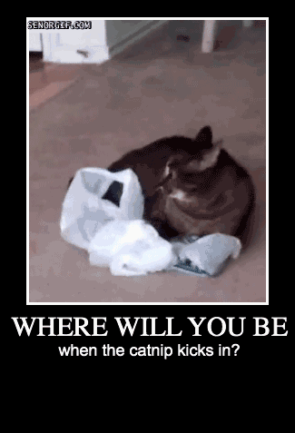Where will you be when catnip kicks in at PMSLweb.com