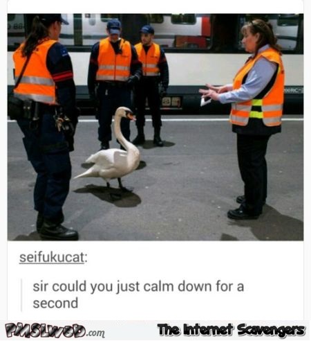 Swan needs to calm down humor