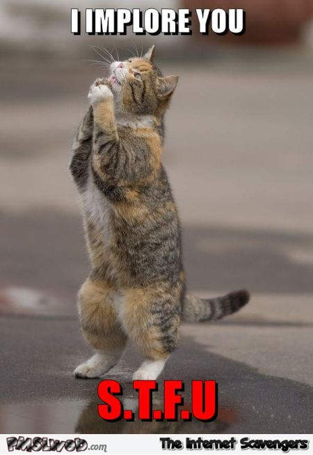 I implore you to STFU cat meme – Tuesday sarcastic LOL at PMSLweb.com