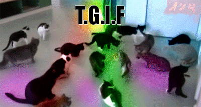 TGIF disco cats at PMSLweb.com