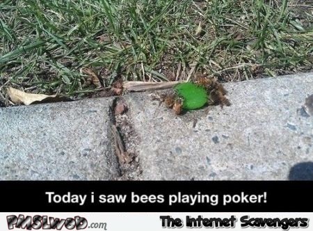 Bees playing poker humor at PMSLweb.com