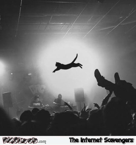 Funny concert cat – Tuesday funnies at PMSLweb.com