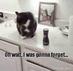I almost forgot cat gif