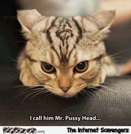 Mister Pussy head meme at PMSLweb.com