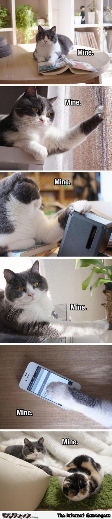 This is mine cat humor – Monday craze at PMSLweb.com
