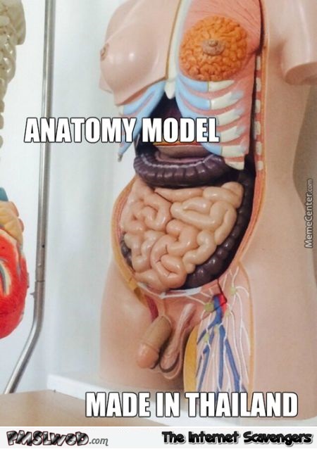 Anatomy model made in Thailand meme at PMSLweb.com