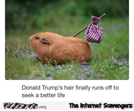 Funny Donald Trump hamster at PMSLweb.com