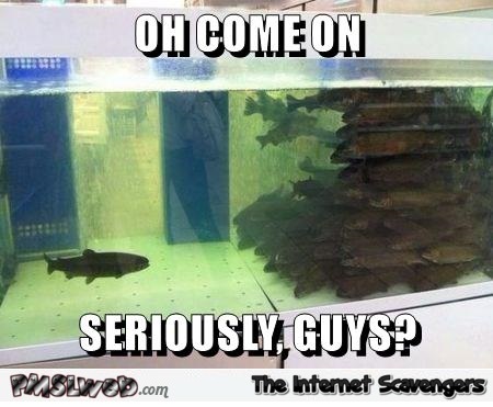 Funny forever alone fish meme