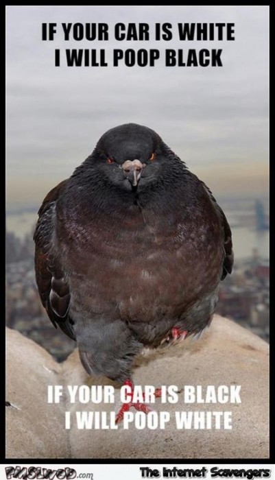 Funny scumbag pigeon