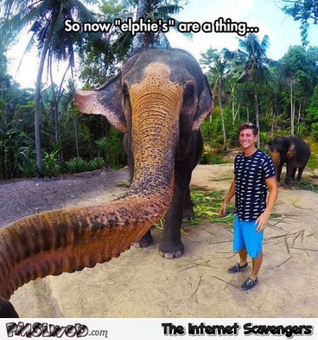Funny elephant selfie