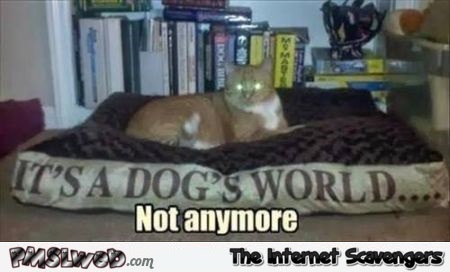 It’s a dog’s world meme at PMSLweb.com