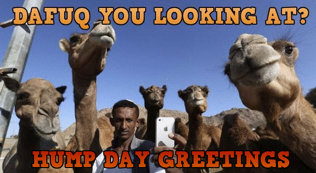Funny hump day greetings