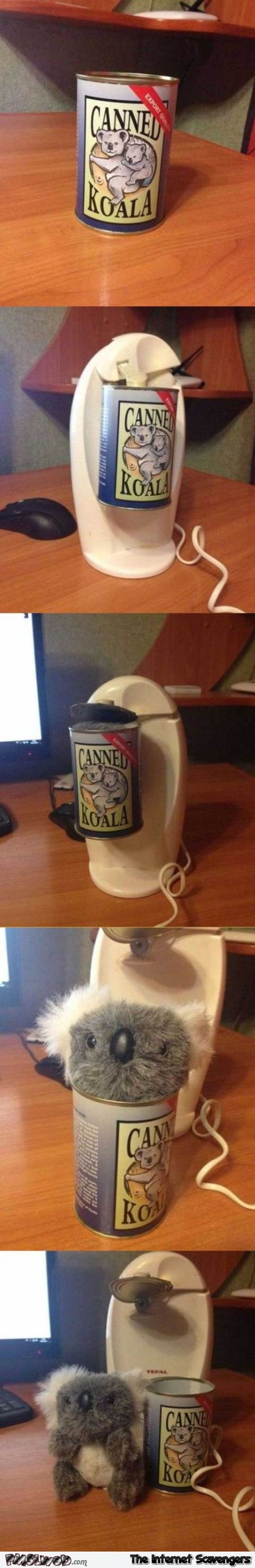 Canned koala humor at PMSLweb.com