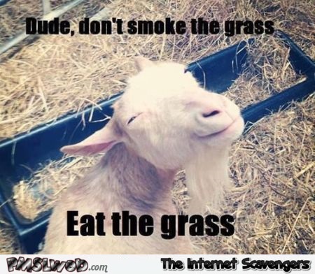 Eat the grass goat meme – Monday humor at PMSLweb.com