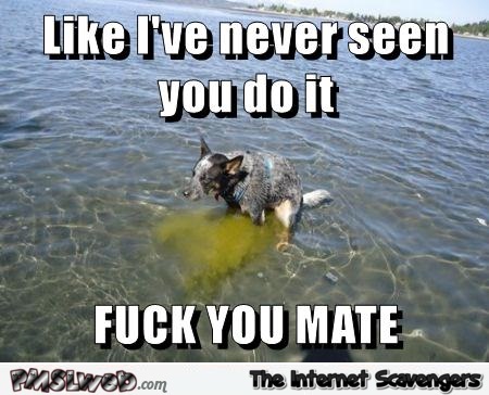 Dog peeing in the water meme at PMSLweb.com