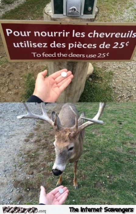 Feeding the deers humor