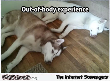 Funny dog out of body experience @PMSLWeb.com
