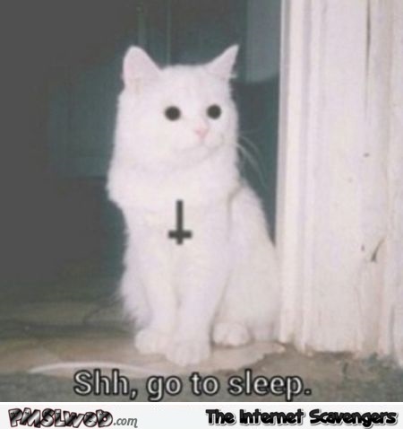 Funny evil cat @PMSLweb.com