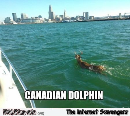 Canadian dolphin meme @PMSLweb.com