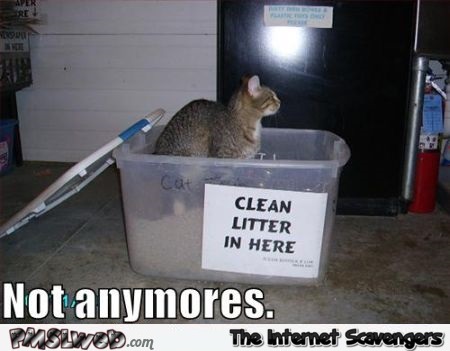 Funny clean litter box meme @PMSLweb.com