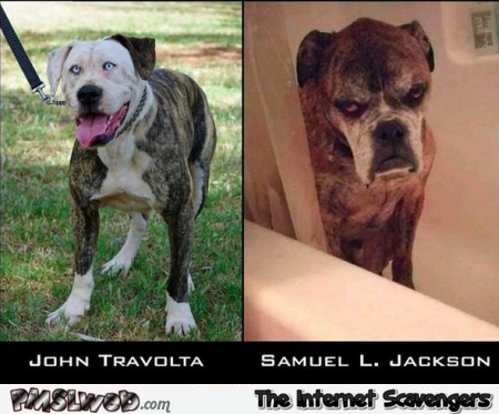 John Travolta & Samuel L Jackson dog look alike @PMSLweb.com