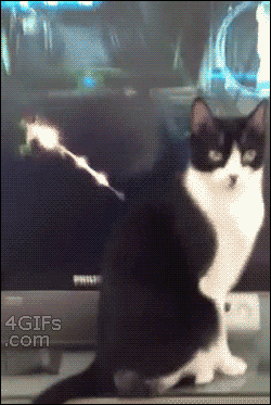 Funny cat attacked by video game @PMSLweb.com