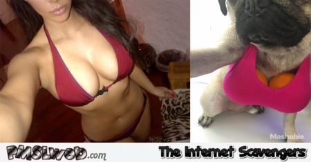 Kardashian versus pug humor – Hilarious Friday pictures @PMSLweb.com