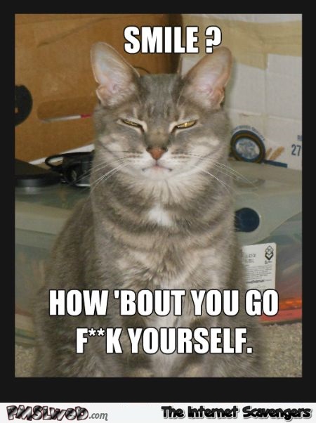 Funny rude cat meme @PMSLweb.com