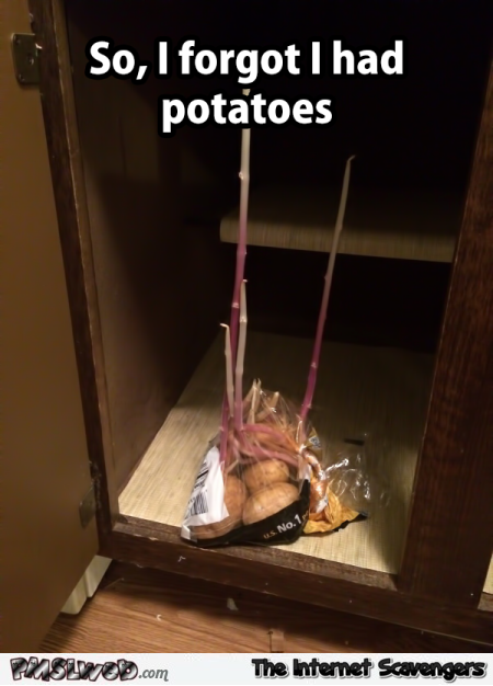 I forgot I had potatoes meme @PMSLweb.com