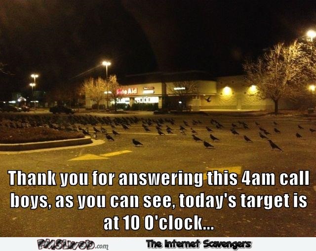 Funny plotting pigeons meme @PMSLweb.com
