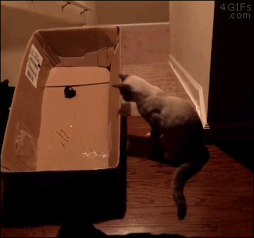 Funny laser in a box cat prank @PMSLweb.com