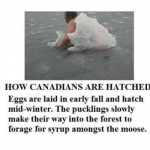 How Canadians are hatched – Funny Canada @PMSLweb.com