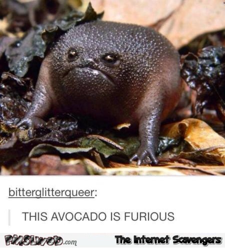 This avocado is furious humor – Hilarious Friday pictures @PMSLweb.com