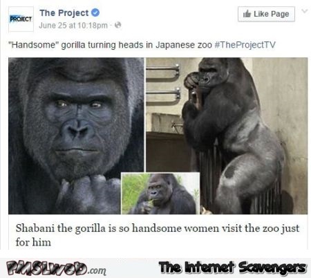 The most handsome gorilla @PMSLweb.com