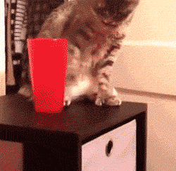 Funny cat wants cup gone @PMSLweb.com