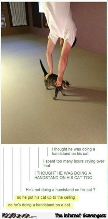 Handstand on a cat humor