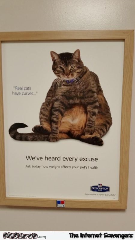 Real cats have curves humor @PMSLweb.com