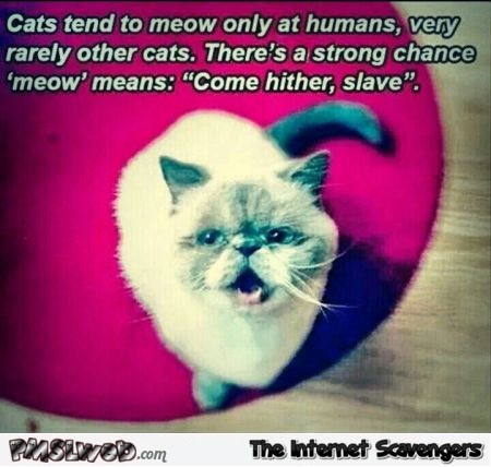 Come hither slave cat humor – Crazy cat world @PMSLweb.com