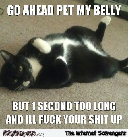 Pet my belly cat meme @ PMSLweb.com